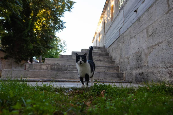 Заблукана Кішка Йде Саду Мечеті Стамбулі Стебні Коти Стамбула Фото — стокове фото