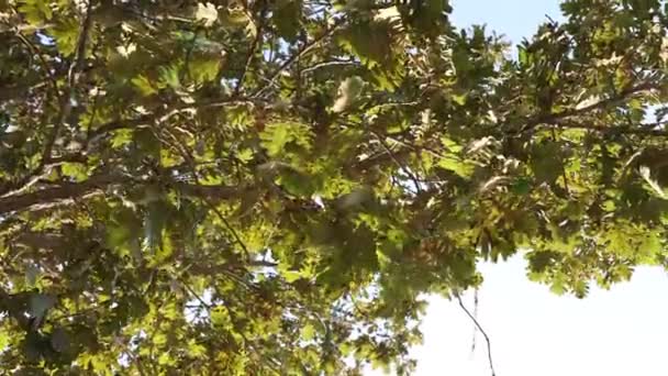 Качающиеся Листья Коричневого Дуба Ветру Осень Осень Сезон Видео Концепция — стоковое видео
