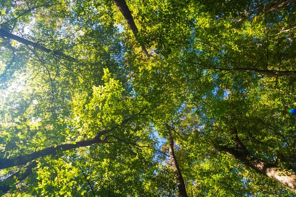 Пишний Ліс Сонячним Світлом Дерева Знизу Лісі Фото Концепції Нульової — стокове фото