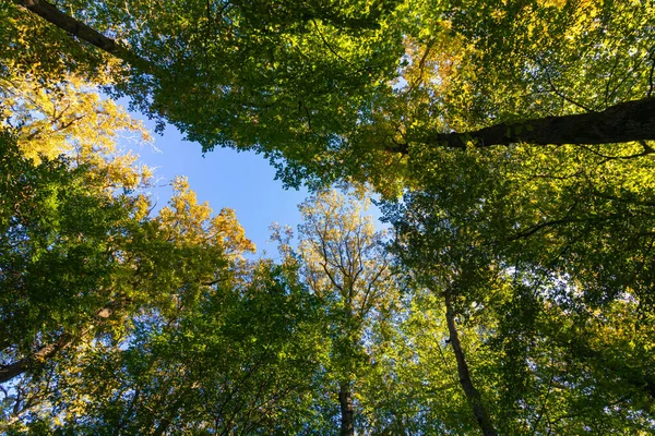 Πλούσια Θέα Στο Δάσος Δέντρα Από Κάτω Carbon Net Μηδέν — Φωτογραφία Αρχείου