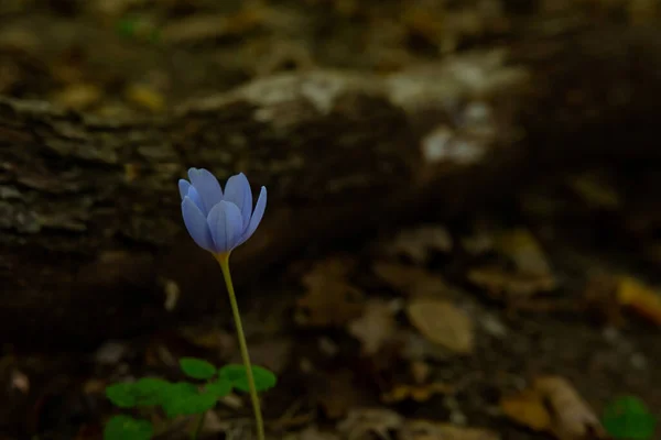 Crocus Outono Flores Época Outono Floresta Colchicum Autumnale Foco — Fotografia de Stock