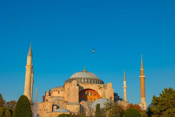 Hagia Sophia Ayasofya Mosque Sunset Seagull Dome Travel Istanbul Background — Stock Photo, Image