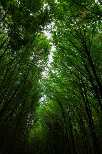 緑豊かな森の中の長い木 カーボンネットゼロ垂直コンセプト写真 アースデイまたは世界環境デーのコンセプト写真 — ストック写真