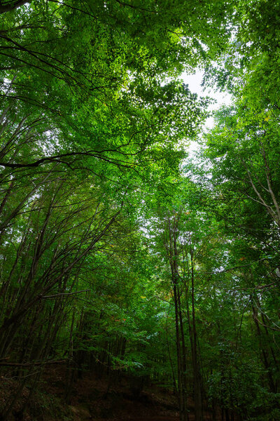 Forest vertical photo. Green trees in a forest. Carbon net zero concept vertical background photo.