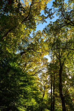 Karbon net sıfır veya karbon nötr dikey konsept fotoğraf. Orman manzaralı. Ağaçlar ve ormanlar.