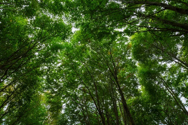 Forest View Lush Forest Background Carbon Neutrality Carbon Net Zero — Stock Photo, Image