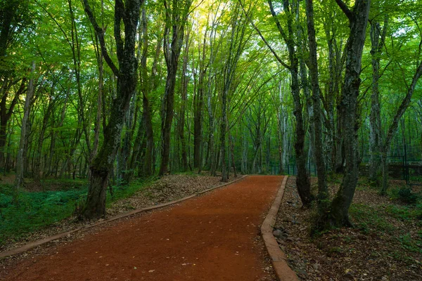 森の中でジョギングやハイキングコース 健康的なライフスタイルのコンセプトの背景 サリア イスタンブールのベルグラードの森 — ストック写真