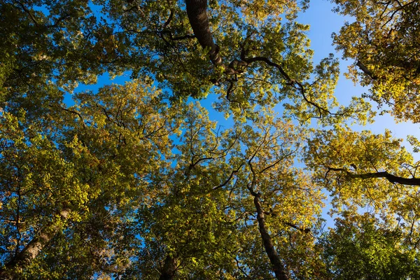Деревья Снизу День Земли Концептуальная Фотография Всемирного Дня Окружающей Среды — стоковое фото