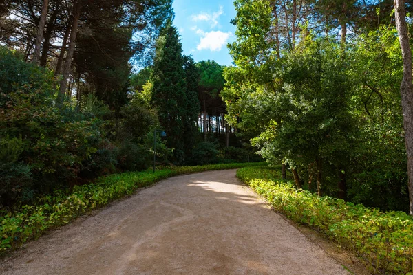 stock image Hiking trail in the forest. Healthy lifestyle background photo. Ataturk City Forest in Sariyer Istanbul.