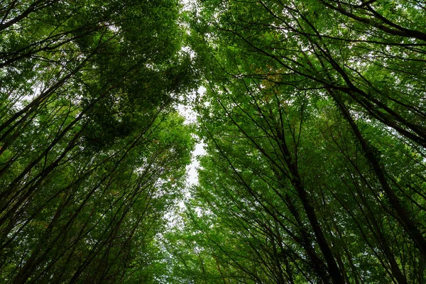 Lush Forest Wide Angle View Carbon Net Zero Concept Photo — Stock Photo, Image