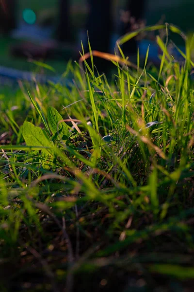 Grasses or crops in focus. Earth Day concept vertical photo. Carbon net zero background photo.