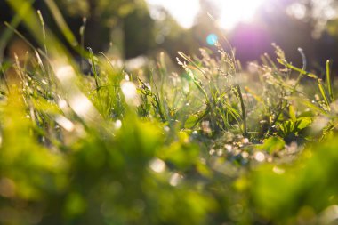 Topraktan ekinler ya da otlar toplanıyor. Karbon net sıfır konsept fotoğrafı. Doğa fotoğrafı..