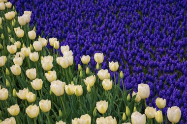 Bahar çiçeği arkaplan fotoğrafı. Parkta beyaz laleler ve sümbüller. Bahar çiçeği kavramı.