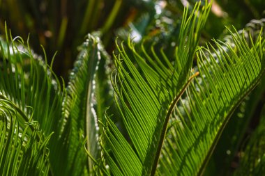 Sago Palm yaprakları. Dekoratif bitkiler. Peyzaj mimarisi konsepti. Cycas Revoluta veya Japon Sago bitkisi.