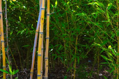 Bambu ağaçları ve yapraklar. Bambu gövdesi ve arkasında fotoğraf bırakıyor. Peyzaj mimarisi kavramı.