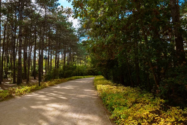 Ataturk city forest in Istanbul. Dirt trail in a park. Weekend activity concept. Jogging or hiking trail.