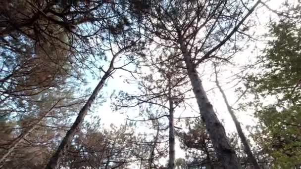 Pohled Borovicové Lesy Panujícím Pohybem Den Země Nebo Světový Den — Stock video