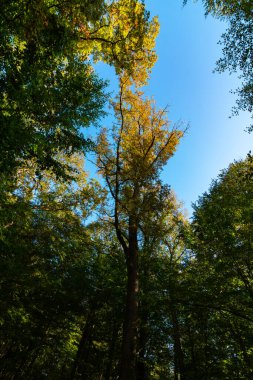 Dikey çekimde orman manzarası. Uzun ağaçlar ve açık gökyüzü. Karbon tarafsızlık konsepti fotoğrafı.