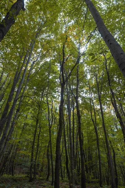 Tall trees in the forest. Forest vertical view in wide angle shot. Nature or carbon net zero or earth day background photo.