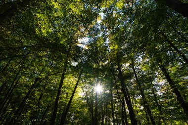 Wide angle view of lush forest from below with sunlight between the trees. Carbon net zero or Earth Day concept photo.