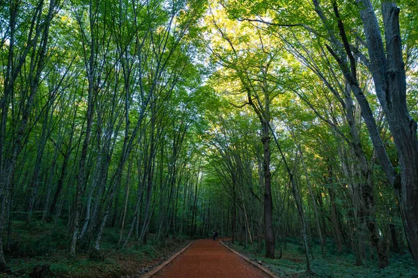 Forest and jogging trail. Hike or jog trail in Belgrad Forest in Istanbul. Recreational areas concept.