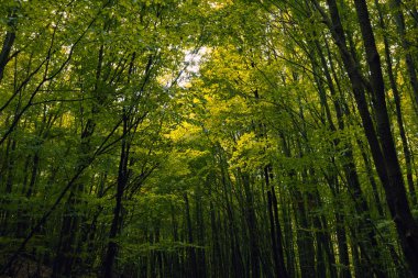 Lush forest. Forest view from inside and tall trees with green leaves. Carbon neutrality or Earth Day concept photo.