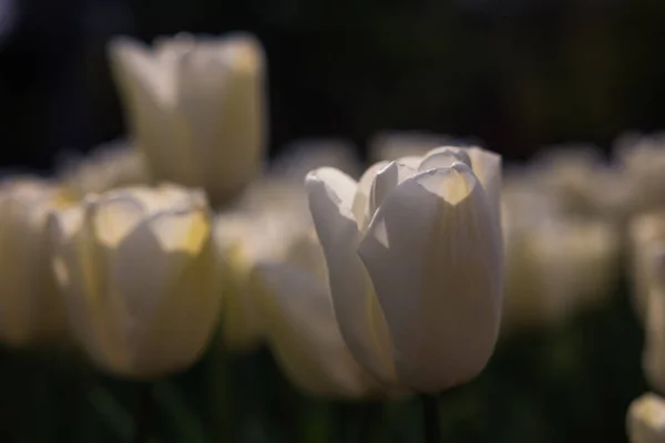 White tulip in focus in moody view. Spring flowers background photo. April flowers.