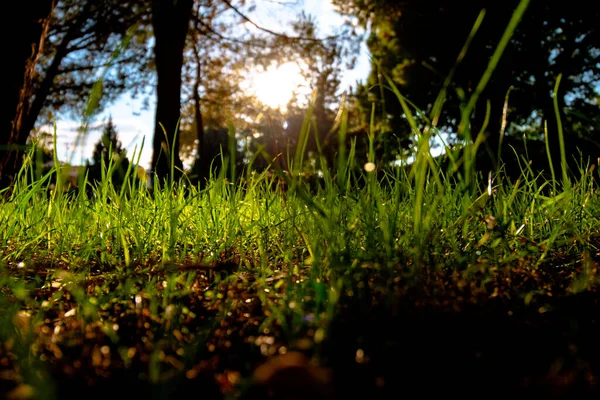 Grasses and sunlight. Carbon net zero concept photo. Earth Day or World Environment Day background photo.
