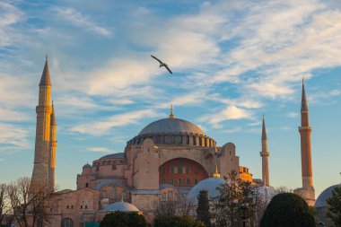 Hagia Sophia or Ayasofya Mosque with a seagull at sunrise. Travel to Istanbul background photo. Ramadan or islamic concept photo.