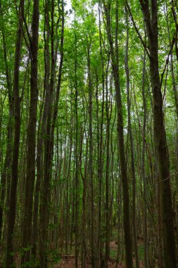 Lush forest with tall green trees. Earth Day vertical concept photo. Carbon net zero or carbon neutrality concept.