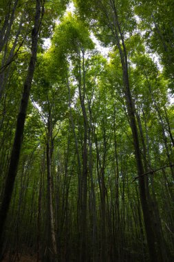 Tall trees in lush forest. Carbon neutrality concept photo. Earth Day or World environment Day vertical background photo.
