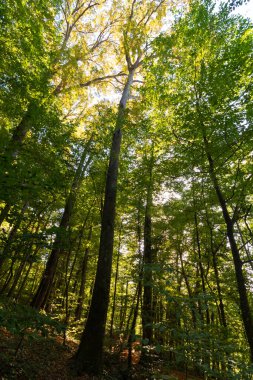 Tall trees in lush forest and sun. Carbon net zero vertical concept photo. World Environment Day background photo.