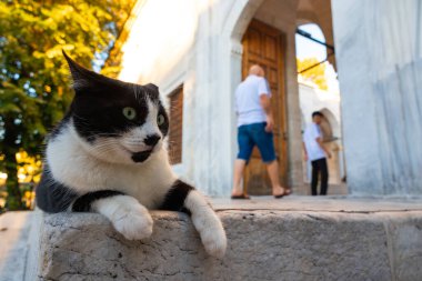 Stray cat sitting on the stairs of a mosque in Istanbul. Turkish culture of stray animals background photo. Istanbul Turkiye - 9.9.2022