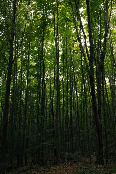 Високі Дерева Темному Лісі Муді Пишний Вид Ліс Концепція Вуглецевого — стокове фото