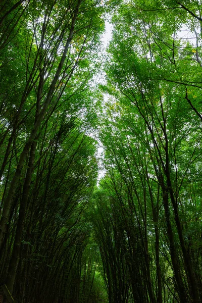 Высокие Деревья Пышном Лесу Зеленые Листья Деревьев Углеродный Нейтралитет Фотография — стоковое фото