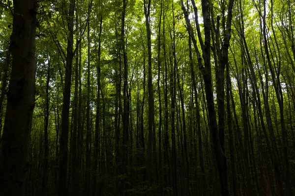 Silhouette Alberi Vista Foresta Scura Foresta Fangosa Alberi Alti Una — Foto Stock
