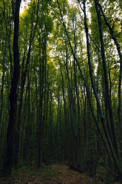 Moody Floresta Foto Fundo Árvores Altas Floresta Exuberante Dia Terra — Fotografia de Stock
