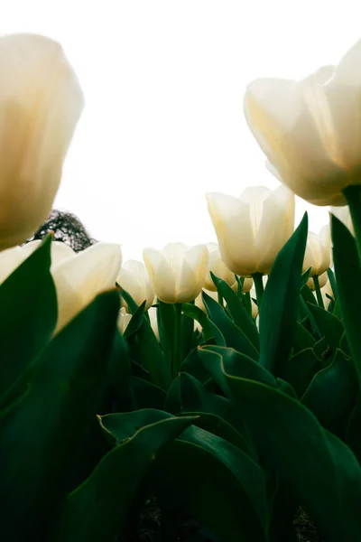 Фото Білих Тюльпанів Вертикалі Весняні Квіти Друковані Фото Квітневий Фон — стокове фото