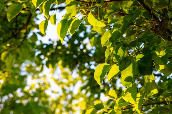 夏天的绿叶和阳光 碳网零背景照片 地球日或世界环境日的概念照片 有选择地关注前景 — 图库照片