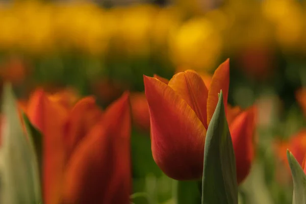 Tulipe Orange Point Printemps Fleurs Photo Fond Les Tulipes Dans — Photo