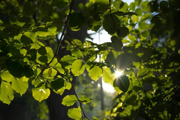 stock image Leaves and sunlight. Carbon net zero or Earth Day concept photo. Selective focus on foreground.