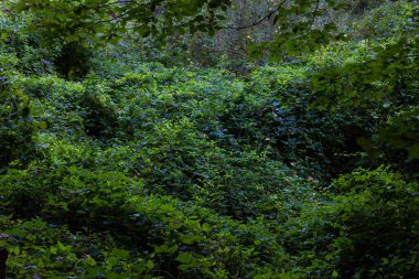 Lush forest view in full frame shot. Nature or carbon net zero background photo. Green leaves. Earth Day concept photo. clipart