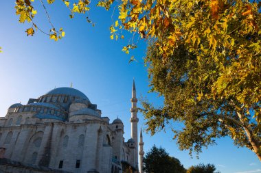 Süleyman Camii ve sonbahar ağacı. İstanbul 'daki arka plan fotoğrafına git. Ramazan veya İslami konsept fotoğrafı.