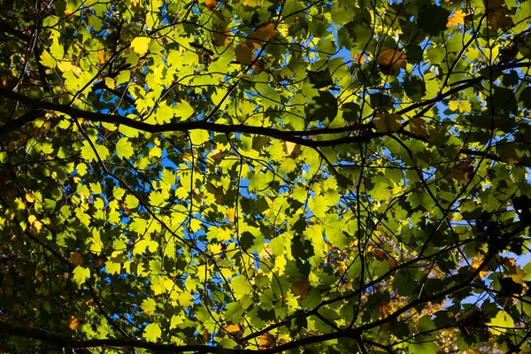Leaves Illuminated Sunlight Forest Full Frame View Carbon Net Zero — Stock Photo, Image
