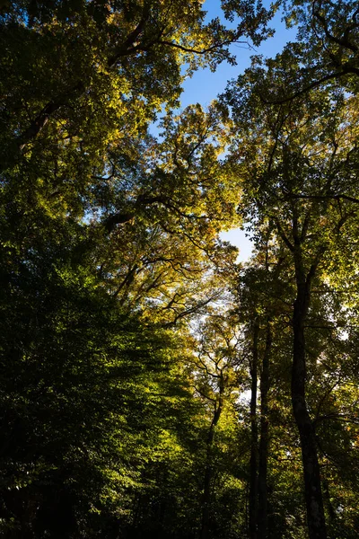 Forest view in vertical shot. Autumn trees. Earth Day concept vertical photo. Carbon neutrality background photo.