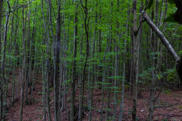 Высокие Тонкие Деревья Лесу Осенью Углеродная Нейтральность Углеродная Чистая Нулевая — стоковое фото