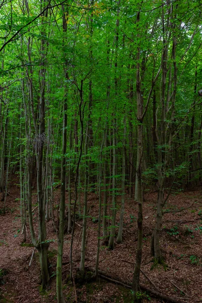 Зеленые Деревья Лесу Опавшие Коричневые Листья Земле Концепция Нулевого Углерода — стоковое фото
