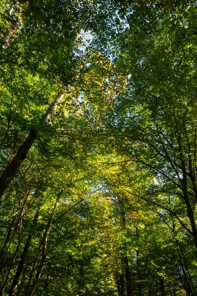 Πλούσια Δάσος Κάθετη Φωτογραφία Φόντου Έννοια Της Ουδετερότητας Του Άνθρακα — Φωτογραφία Αρχείου