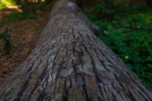 Wywrócony Pień Drzewa Leśnej Ziemi Centrum Uwagi Fotografia Tle Natury — Zdjęcie stockowe