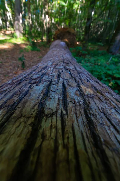 Широкий Угол Обзора Опрокинутого Дерева Лесу Вертикальном Положении Ствол Дерева — стоковое фото